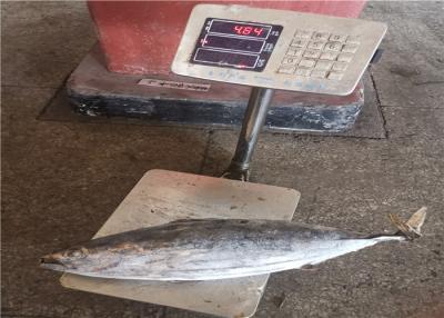 China Purse Seine Catch 3.4kg Frozen Skipjack For Canned Use for sale