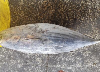 China Skipjack congelados 2.5kg deliciosos Tuna For Canning do círculo inteiro à venda