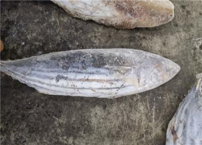 China 1.8kg Seafrozen Katsuwonus Pelamis Skipjack Tuna Fish for sale