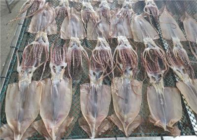 中国 100%自然な乾燥されたイレックスのイカの全円形85gの新しい凍結するイカ 販売のため