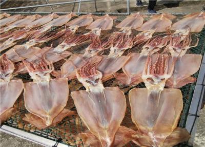 China 6 Fettsäuren sind Illex-Kalmar 80g ganzer runder getrockneter Calamari sperrig zu verkaufen