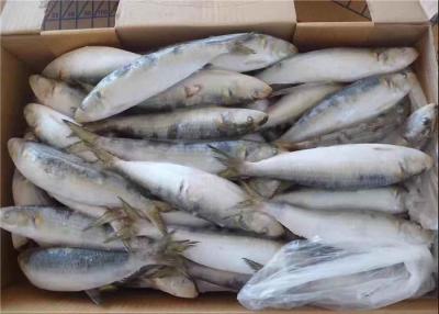 China Peixes congelados Melanostictus frescos da sardinha do Sardinops 75g à venda