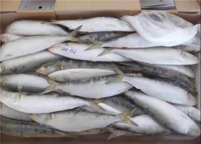 China Sardinops Melanostictus Whole Round Fresh Frozen Fish For Canning for sale