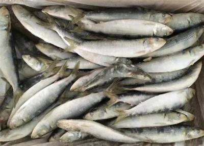 China Sardinella Lemuru Whole Round 95g Fresh Frozen Sardines for sale
