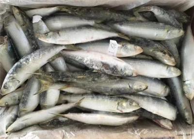 China Sardinas enteras congeladas del peso de red de Lemuru el 100% de la sardinella 90g en venta