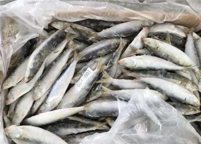 China sardinas enteras congeladas 100g en venta