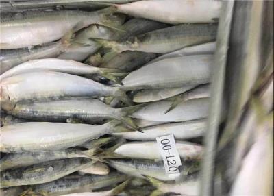 China BQF Fresh Frozen Sardines for sale