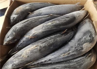 China Un bonito congelado sano Tuna For Restaurant del grado en venta