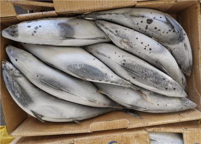 China pescados congelados de los bonitos de la histamina 500g 1.8kg de la captura 3ppm de la jábega de monedero en venta
