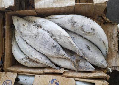 China Katsuwonus Pelamis Bulk 2.0kg 2.2kg Frozen Skipjack Tuna for sale