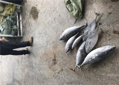 China Pescados congelados del bonito del atún 3kg del grado de Auxis Thazard A en venta