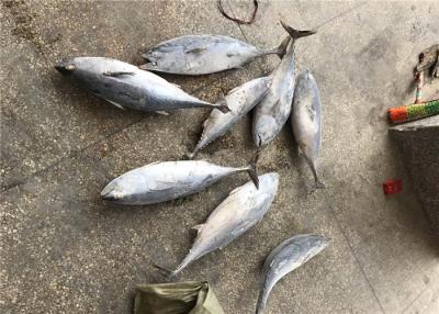 China Natürliche Meeresfrüchte-gefrorener Blaufisch Tuna For Smoked der Farbe1.5kg zu verkaufen