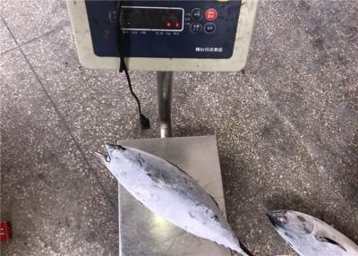 中国 1.5kg Auxis Thazardのオメガ3を持つバルク新しいカツオの魚 販売のため