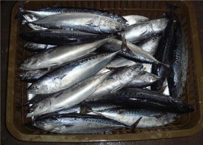 China Fresh Delicious 250g 300g Sea Frozen Bonito Fish For Canned for sale