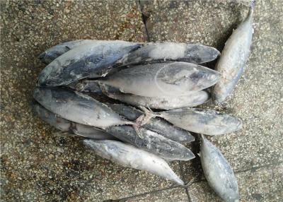 Chine bonito frais Tuna Fish de fruits de mer surgelés naturels de la couleur 1.6kg à vendre