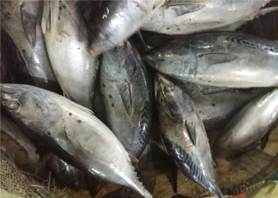 China Um peixe congelado 2kg do bonito da captura 1.8kg de Seine de bolsa da categoria à venda
