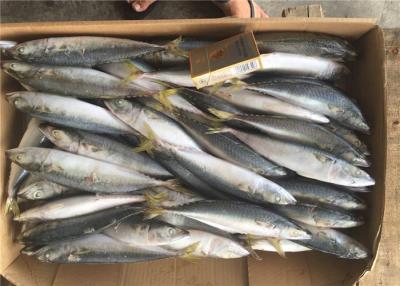 China Whole Round Pacific 4Pcs 6Pcs Per Kg Fresh Frozen Mackerel For Market for sale