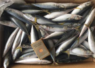 China Scomber Japonicus 9PCS 10PCS Per Kg High Protein Mackerel Frozen Sea Fish for sale