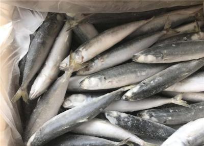 China Pequeño cebo de pesca congelado de los jureles 500g 1000g del ojo en venta