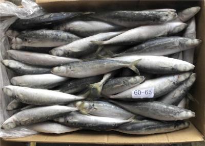 China Cebo de pesca congelado de Decaptromateus Macrosoma 60g 65g del mar en venta