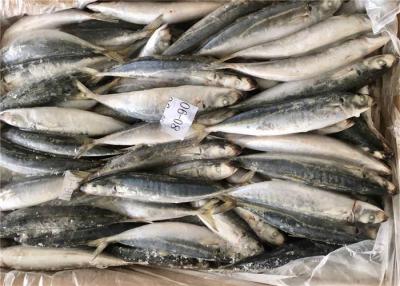 Chine Amorces congelées en vrac de mer de Decaptromateus Macrosoma 80g 90g à vendre