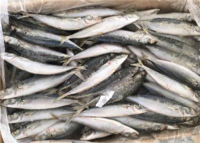 China cebo de pesca congelado de Muroaji del Decapterus de 90g BQF Seafrozen en venta