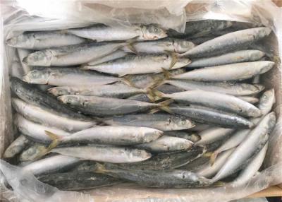 China 90g Frozen Fishing Bait for sale