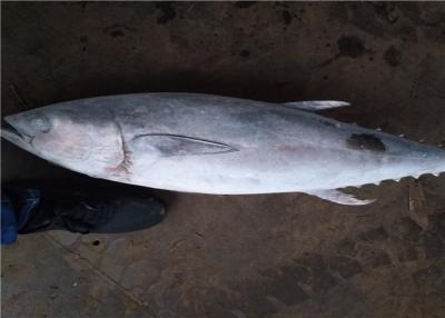 China BQF Freezing 6kg Whole Round Frozen Yellowfin Tuna for sale