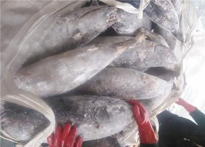 China Atum de atum amarelo fresco delicioso do peso líquido 5kg 7kg de 100% à venda