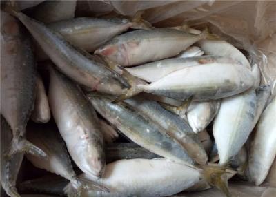 China Scomber Japonicus Seafood 60G Frozen Indian Mackerel For Home for sale