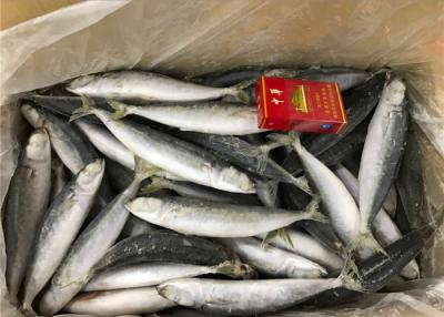 China Pacific Mackerel High Protein 70g Frozen Round Scad for sale