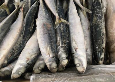 China Purse Seine Catch Seafrozen 90g 100g Round Scad Fish for sale
