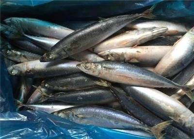 China Pacific 100g 140g BQF Fresh Frozen Mackerel For Hotel for sale