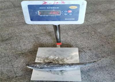 China 900g 1000g Mugil Cephalus Cephalus Gutted Frozen Grey Mullet for sale