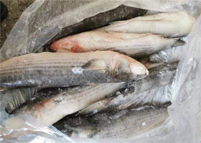 China Mugil Cephalus Cephalus 1400g Healthy Frozen Grey Mullet for sale