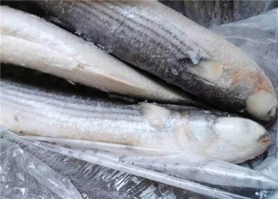China 1000g 1500g Seafood BQF Freezing Grey Mullet Fish for sale