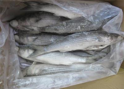 China 500g 1000g Bulk BQF Seafrozen Gray Mullet Fish For Hotel for sale