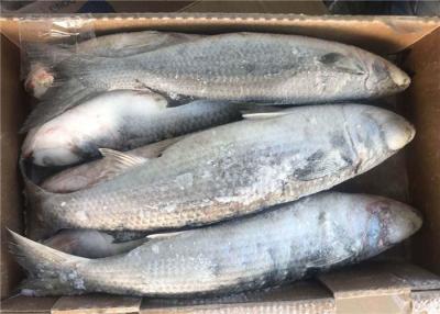 China Mugil Cephalus Cephalus Gutted 1000g 1500g Frozen Grey Mullet for sale