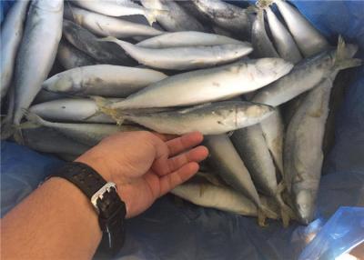 China Caballa pacífica entera congelada de los pescados a granel de 80G 100G IQF para el restaurante en venta