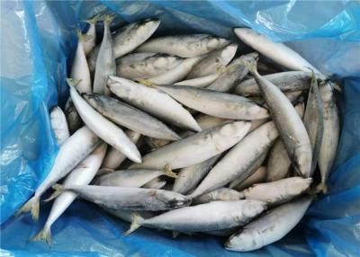 Chine Maquereau surgelé frais en vrac de rond entier des poissons 80g de Pacifique IQF à vendre