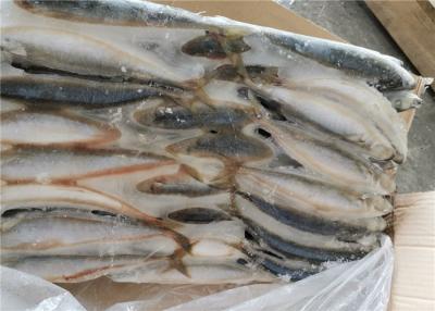 China 75g 80g Gutted Shape Frozen Mackerel Fish For Bait for sale