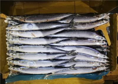 China 60g 70g Bulk #1 High Protein Frozen Pacific Saury for sale