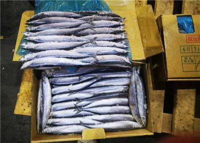 China Fresh Seafood #1 Bulk Healthy Frozen Pacific Saury for sale