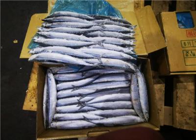 China High Protein Frozen Pacific Saury for sale