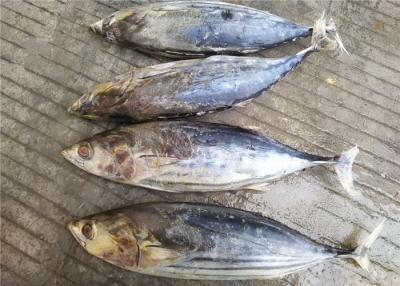China 6 Fatty Acids Whole Round Seafrozen 3kg Freezing Skipjack Tuna for sale