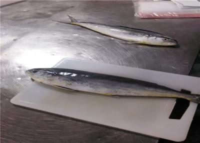 China Peixes feitos congelamento rápido do círculo 1.5kg 2kg bloco inteiro Mahi Mahi do mar à venda