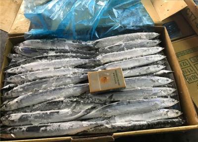 China 100% Net Weight BQF Seafrozen #4 Pacific Saury Fish for sale