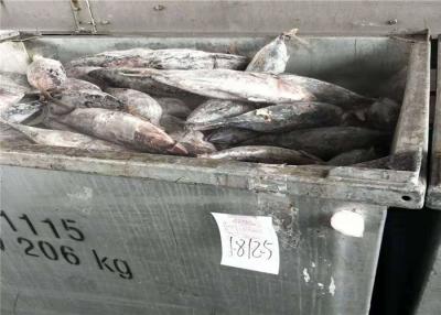 China Da categoria natural da cor 500g 1.8kg A da ômega 3 atum de Skipjack fresco à venda