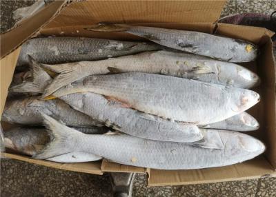 China 100% Net Weight Fresh 600g 700g Frozen Grey Mullet for sale