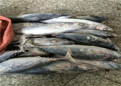 China 3ppm Histamine Seafrozen 500g 700g Fresh Bonito Tuna for sale